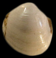 Adontorhina sphaericosa