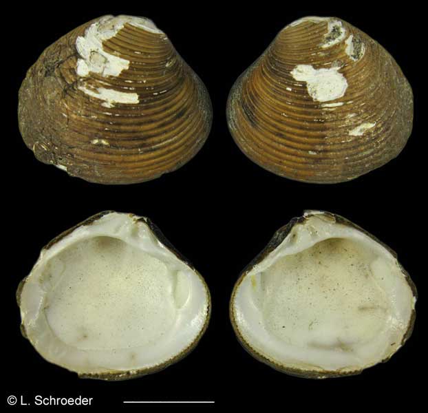 Astarte compacta