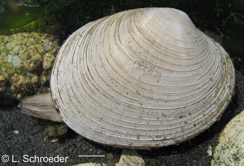 Callithaca tenerrima