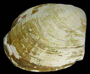 Conchocele bisecta