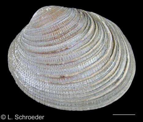 Leukoma staminea