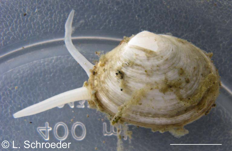Macoma golikovi
