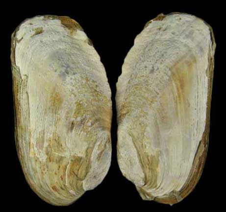 Neotrapezium liratum