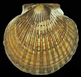 Patinopecten caurinus