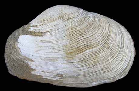 Platyodon cancellatus
