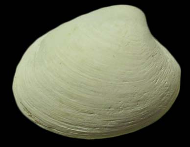 Pliocardia stearnsii