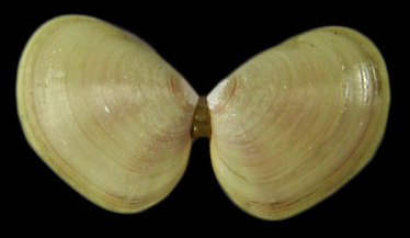 Tellina nuculoides