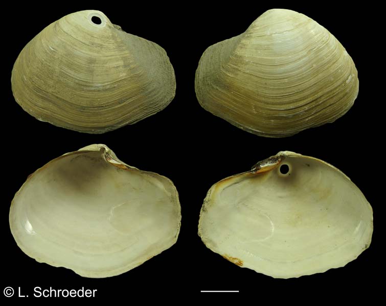 Thracia trapezoides