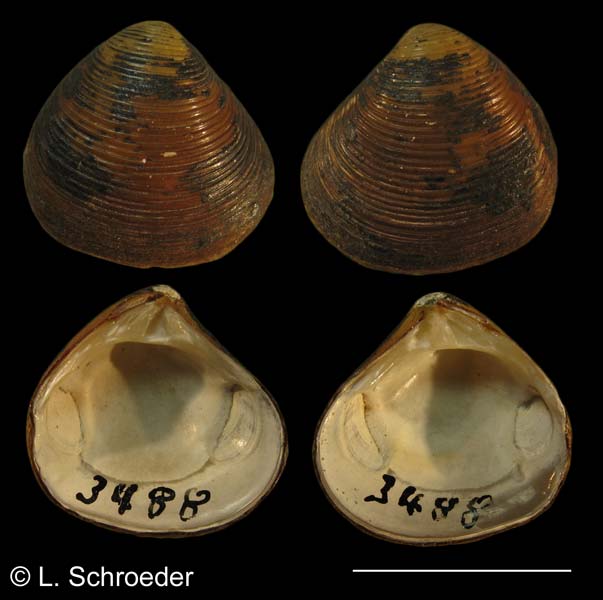 Tridonta montagui