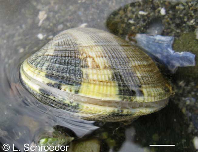 Venerupis philippinarum
