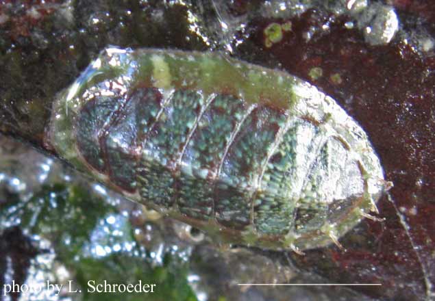 Dendrochiton flectens