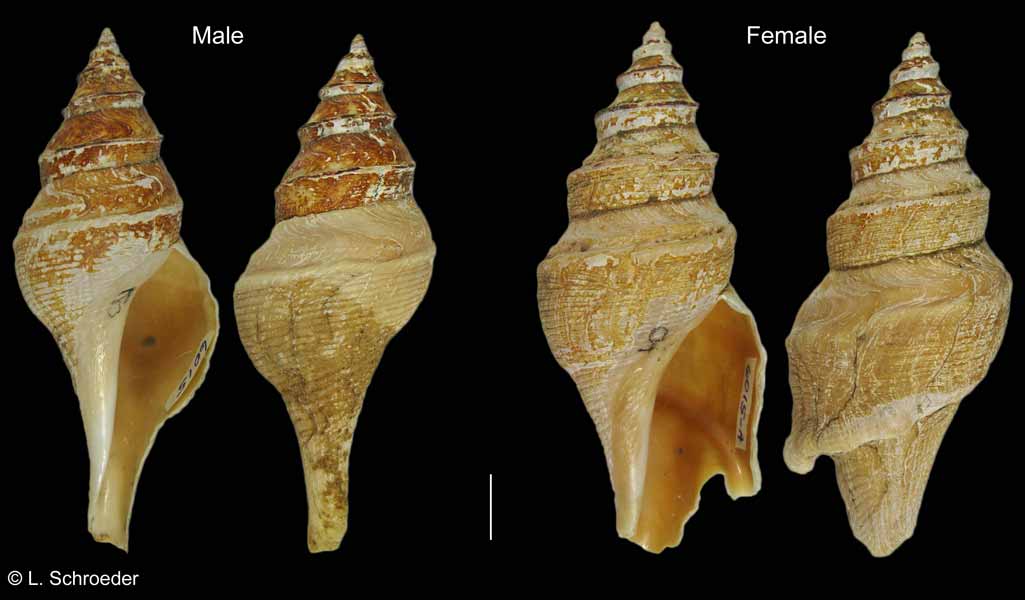 Aforia circinata