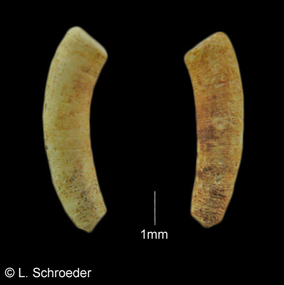 Caecum crebricinctum