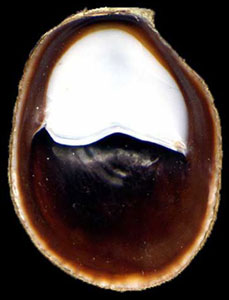 Crepidula onyx