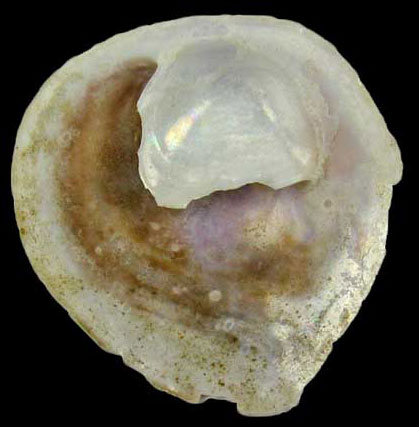 Crepipatella lingulata