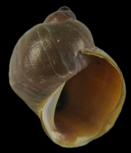 Lacuna porrecta