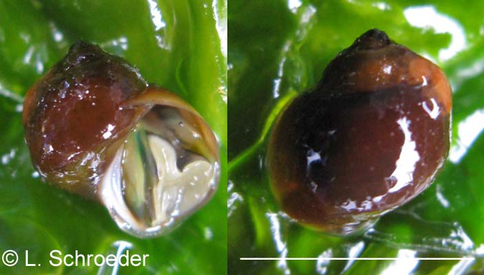 Lacuna porrecta