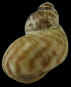 Lacuna variegata