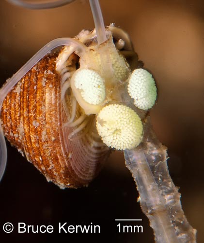 Lacuna variegata