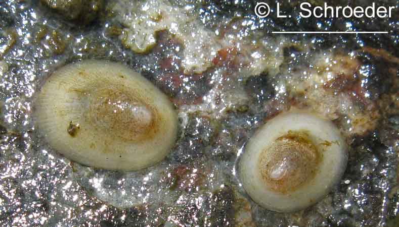 Lepeta concentrica