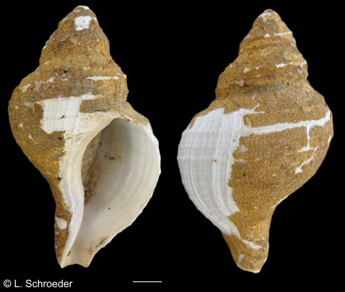 Neptunea amianta