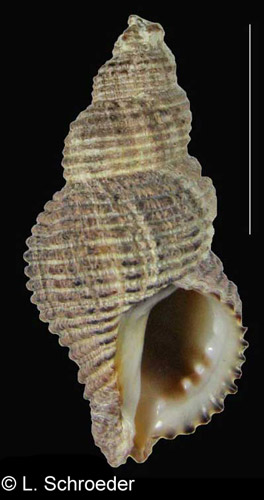 Paciocinebrina lurida