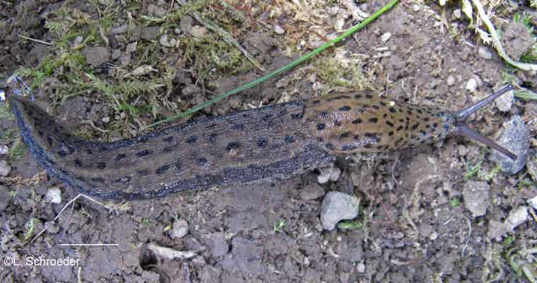 Limax maximus