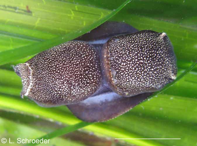 Aglaja ocelligera