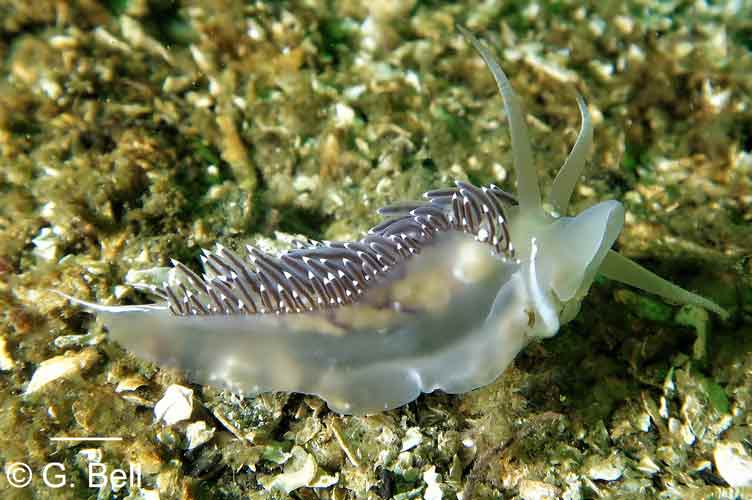 Coryphella trophina