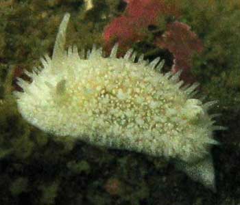 Diaphorodoris lirulatocauda